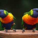 vrouwen regenboog papegaai