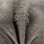 olifant rimpels