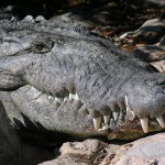 huid rimpels krokodil