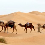 vakantie kamelen