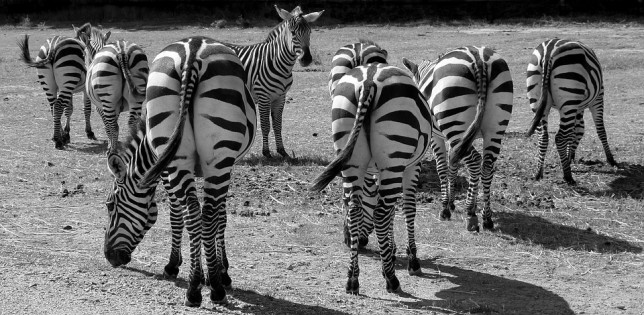 voorjaarsmode zebra