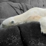 ijsbeer slapen overgang