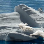 ijsberen op ijsschots