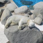 ijsbeer slapen