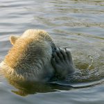 ijsbeer in het water