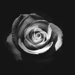 tegenstellingen zwart wit roos