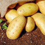 aardappelen op grond