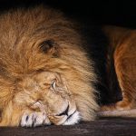 slapende leeuw