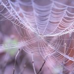 spinnen web