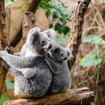 knuffelhormoon koala