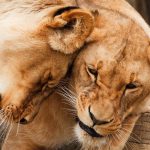 leeuwen knuffelen