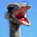 struisvogel sollicitatiegespekken