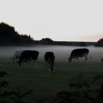 november koeien grazen weiland mist