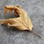 spijsverteringsklachten blad droog bruin herfst