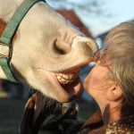 tandenpoetsen paard grappig zoen