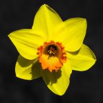 negatief bloem narcis bloesem geel voorjaar