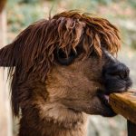 overbeharing dieren alpaca
