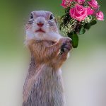 sorry boeket rozen bloemen