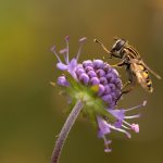 zakdoek pollen bij bloesem