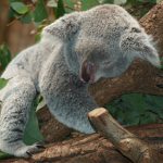 slaaphouding koala lui dier