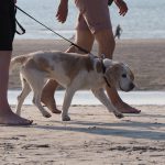 honden aan de lijn strand zee