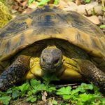 vervelen dieren schildpad langzaam