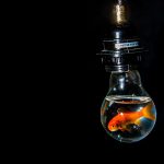vervelen goudvis elektriciteit idee