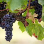 wijnfabel vruchten druif wijngaard