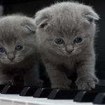voorzetsels piano kittens