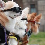 mondkapje puppy zonnebril model hond