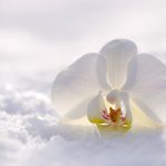 kou orchidee bloem sneeuw