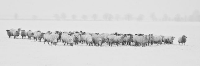 kou schapen sneeuw wit kudde