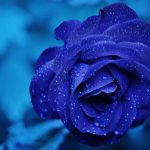 roos blauw