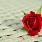 roos rood steeg