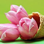 tulpen bloemen ijsje wafel roze