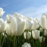 tulpen wit blauw lente