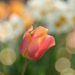 tulp bloemen voorjaar